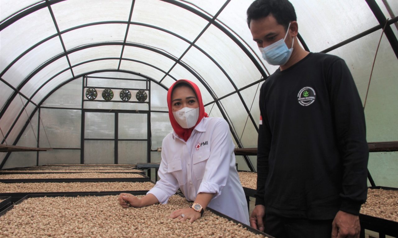 Ekspor Kapulaga Sumatera Utara Melonjak China dan Thailand Jadi